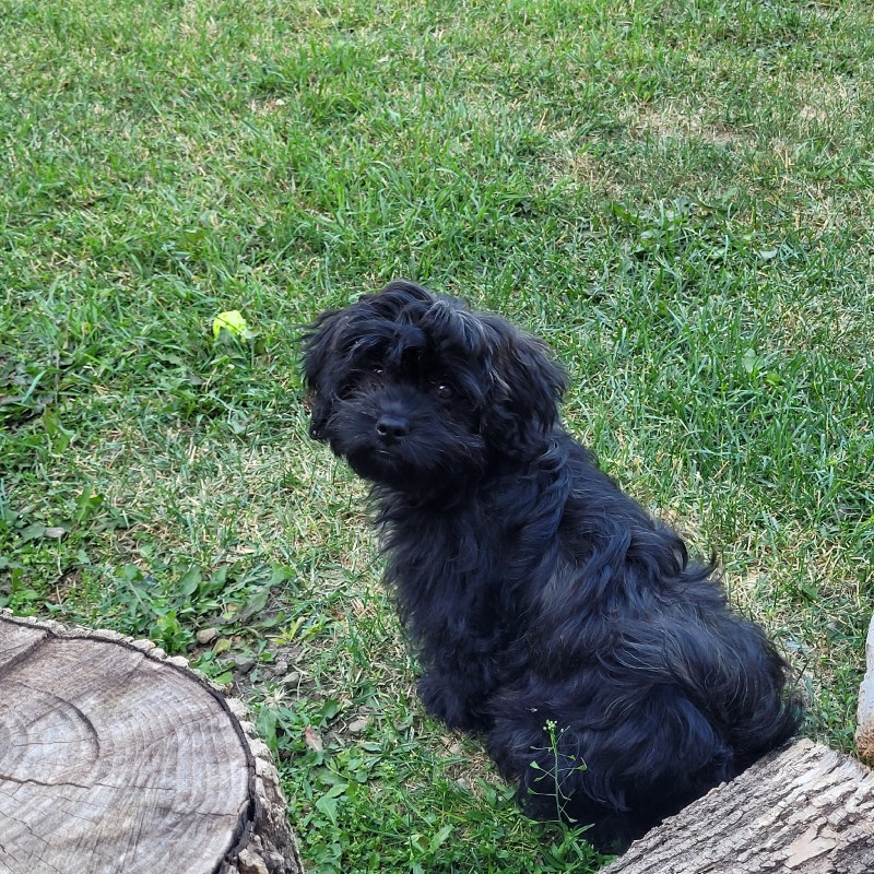 Shichon puppy Looking for good home Dogs & Puppies for Rehoming