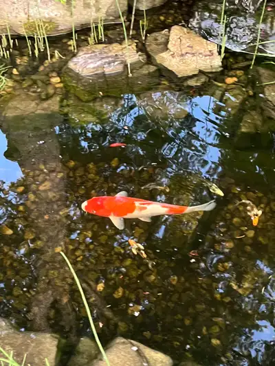Koi Fish 18 inches , View more