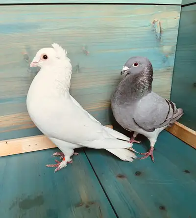 Racing pigeon and humer pigeon Very healthy Pigeons of good breed ☑️ With (Male $45) Blue (Female $2...