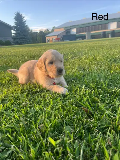Fluffy Golden Retriever Puppies, View more