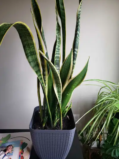 indoor plant, View more