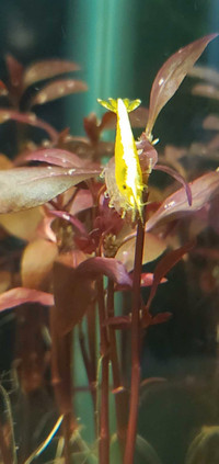 Yellow laser shrimp