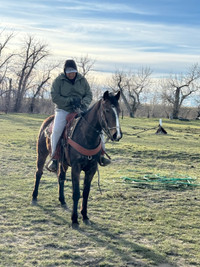 2017 AQHA Mare