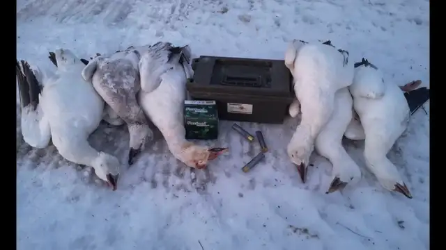 Fall Snow Goose Hunts421186770316175364