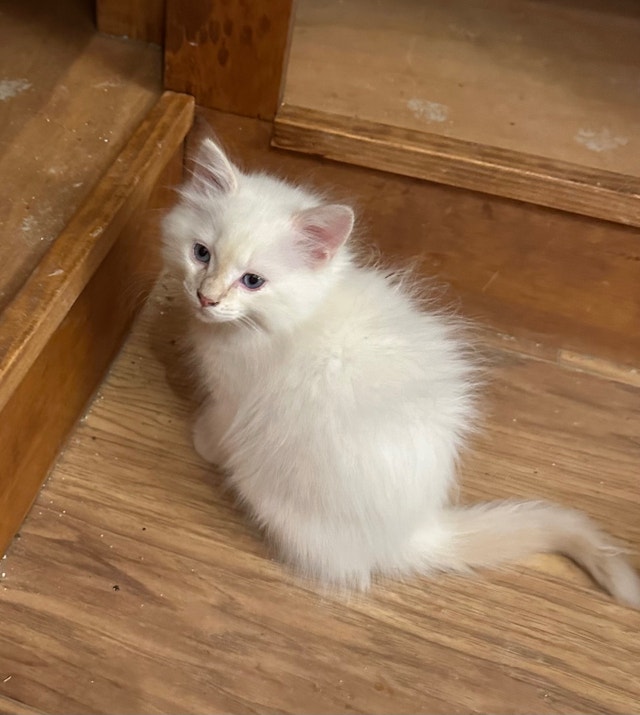 Ragdoll kittens for sale! 4 males Cats & Kittens for