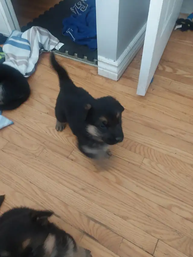 German Sheppard puppies in Dogs & Puppies for Rehoming in Mississauga / Peel Region - Image 12