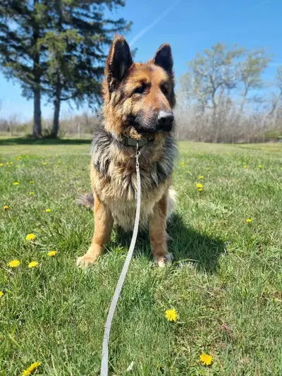 2. 5yr Old German Shepherd Female, View more