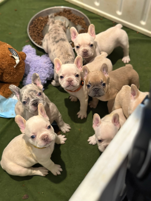 Mother’s Day discount! frecnh bulldog puppies ckc in Dogs & Puppies for Rehoming in Burnaby/New Westminster - Image 2
