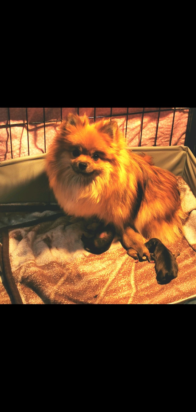 Teddy Bear Teacup Pomeranian Puppies males and female Dogs