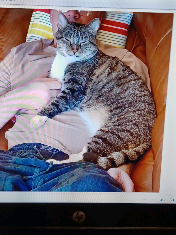  Reward - Missing  9 year old TOM Kitty in West Edmonton  in Lost & Found in Edmonton - Image 2