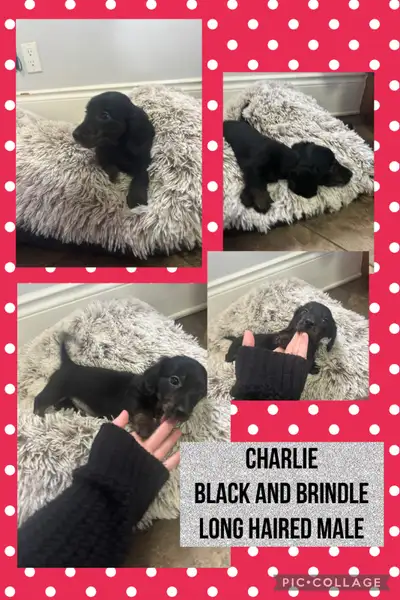 Dachshund Puppies, View more