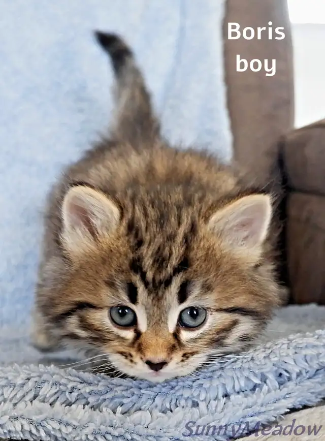 Charming Siberian boy