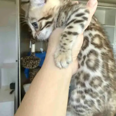 Cool Brown Bengal Kitten, View more