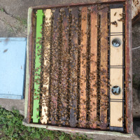 Honey ready beehive