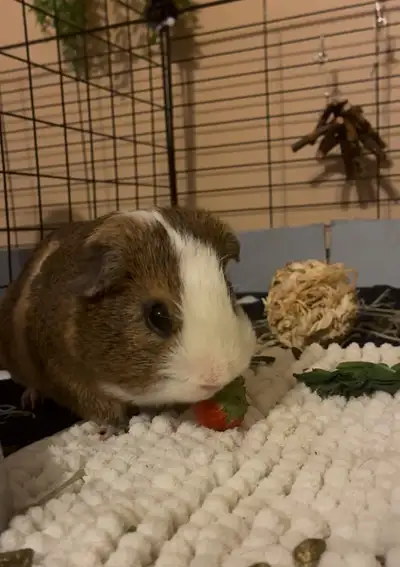 Guinea pig: low rehoming fee + cage & all needed accessories, View more