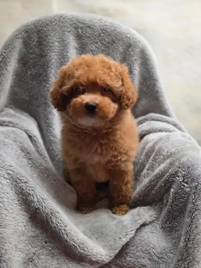 Poodle Cross Puppies, View more
