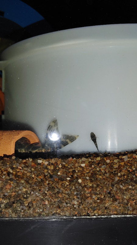 Mega Sale On Rare Exotic Plecos For Aquarium Fish Tank For Sale in Fish for Rehoming in Ottawa - Image 3