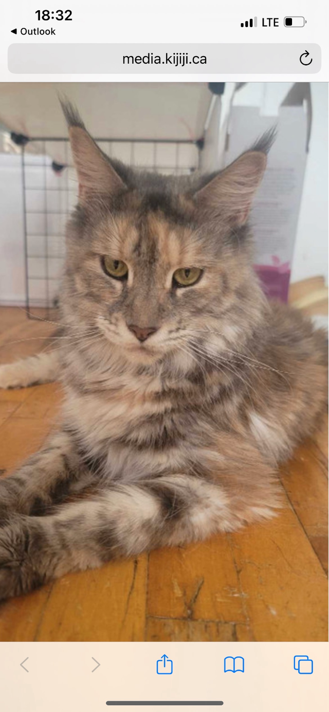 Chatons Sibériens enr Tica et Maine coon Enr Tica pures races