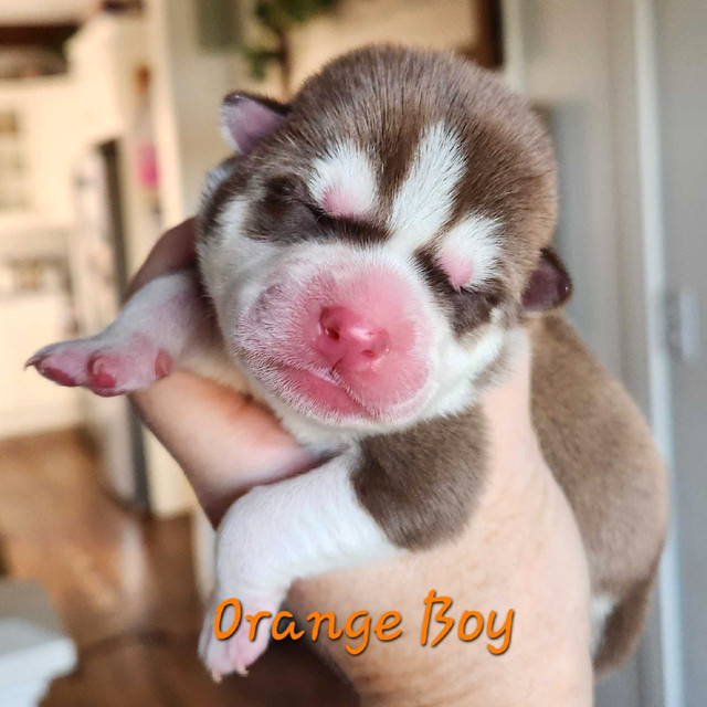 Siberian Husky Puppies in Dogs & Puppies for Rehoming in New Glasgow