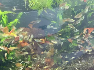 Guppies fish for sale, View more