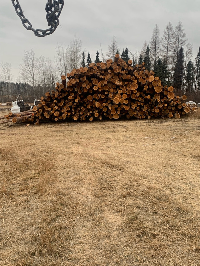 Tamarack and Birch in Fireplace & Firewood in St. Albert - Image 3