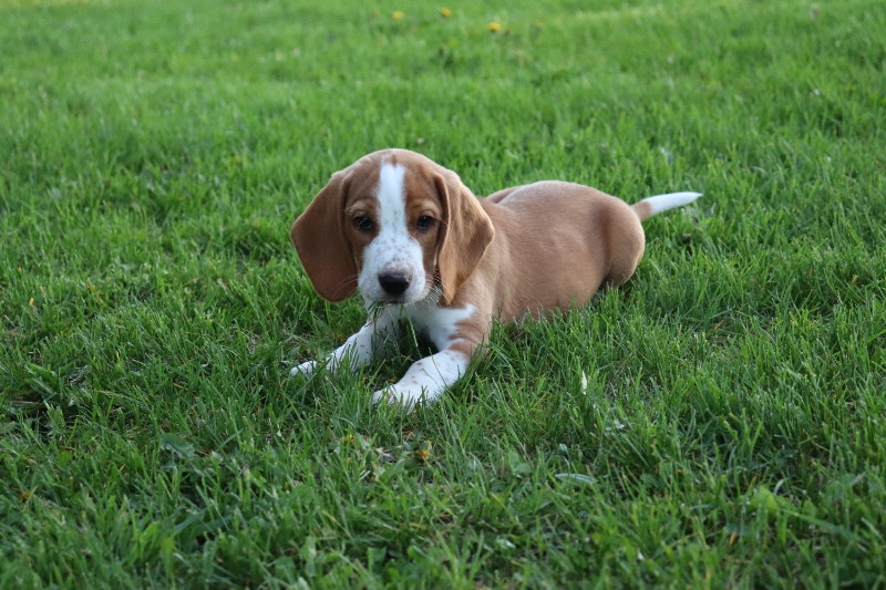 2 males beagles for sale Dogs & Puppies for Rehoming Ottawa Kijiji