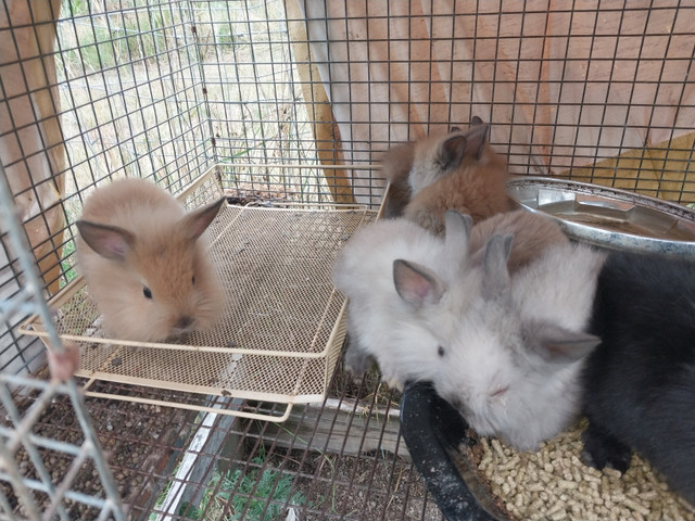 Closing the barn 10 dwarf and lionhead rabbit in Small Animals for Rehoming in Hamilton - Image 3