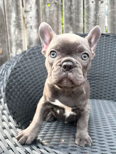 Looking for your best friend/souldog!?? Bringing home a French Bulldog means endless cuddles and lau...