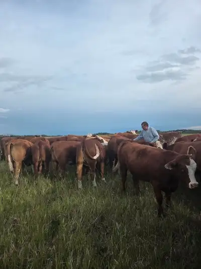 30 bred Simmental X heifers for sale. Red and RWF bred Red Angus to start calving March 1st. Very qu...