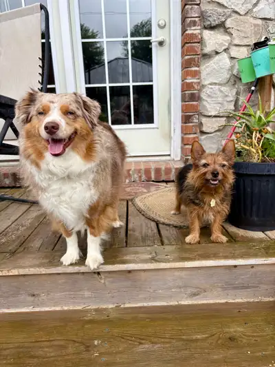 Pets R Family Pet Sitting Services, View more