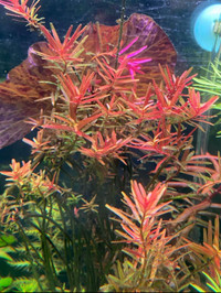 Rotala orange juice Aquarium plant ( Sold Out)