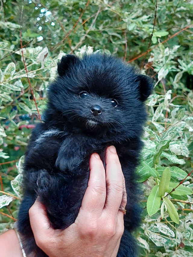 Poméranien pure race dans Chiens et chiots à adopter  à Laurentides - Image 2