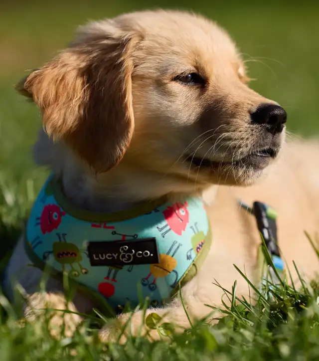 CKC Registered Golden Retriever Puppies in Dogs & Puppies for Rehoming in London - Image 9