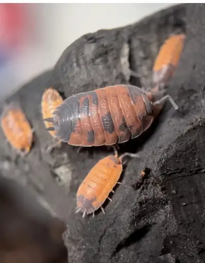 scaber lava isopods cloportes , View more
