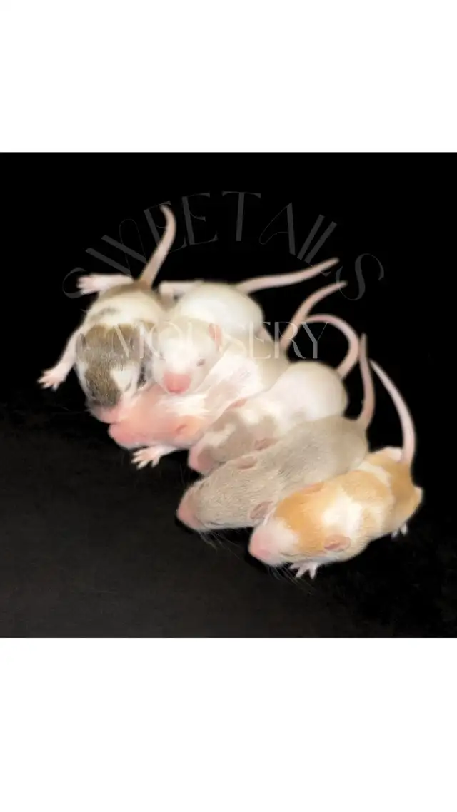 fancy mice in Small Animals for Rehoming in Ottawa - Image 7