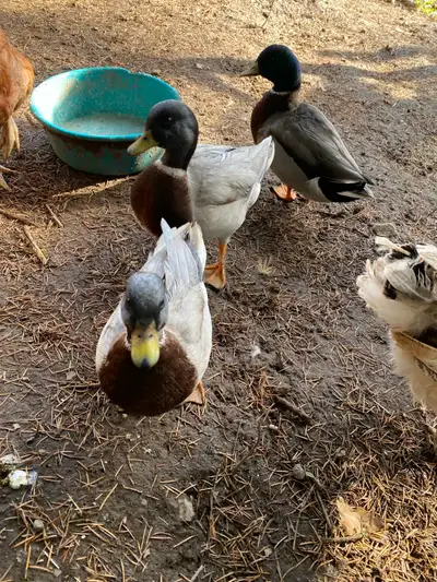  Male Call Ducks , View more