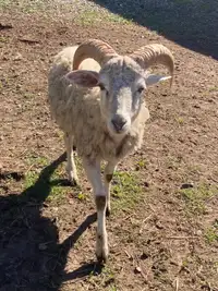 Male yearling lambs for sale