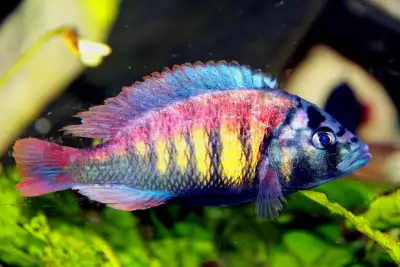 Pundamilia nyererei (Lake Viktoria cichlid) is for sale. This species is one of the most beautiful A...