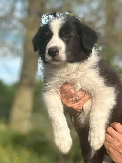 Border Collie enregistrés et garantie 2 ans, View more