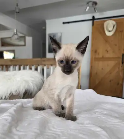 Chaton Siamois de qualité! micropucé/vermifugé etc..., View more