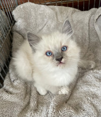 Fluffy blue eyed himalayan siamese kittens