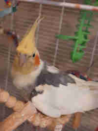 2 male cockatiels in Birds for Rehoming in Calgary - Image 2