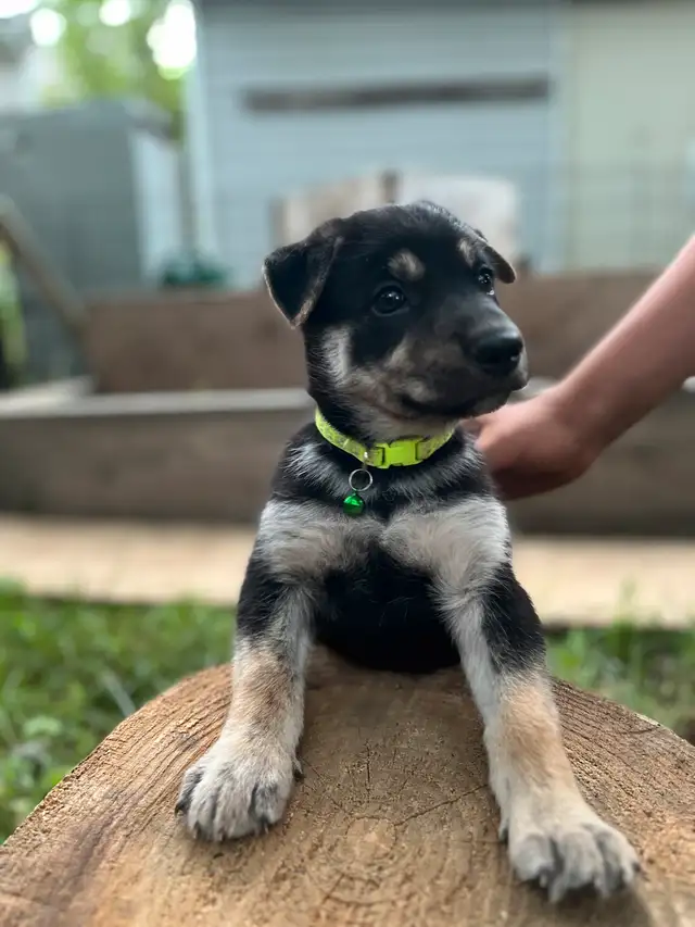 Male Shepsky Puppy in Dogs & Puppies for Rehoming in St. Catharines - Image 4