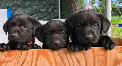 Purebred Black Lab Puppies for sale, View more