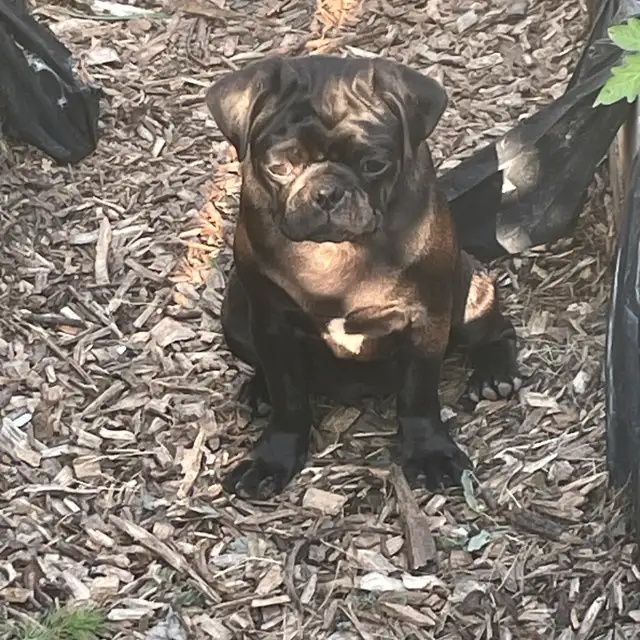 pug puppy in Dogs & Puppies for Rehoming in West Island - Image 4