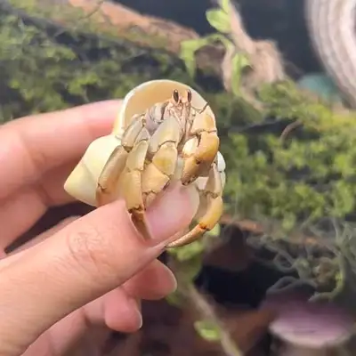 Hermit Crab Rescue, View more