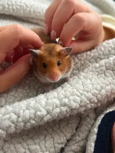 Female hampster approx 6months old. Free to a good home. She comes with all her toys, cage set up et...