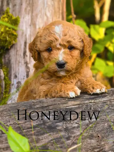 Mini Bernedoodle Puppies, View more