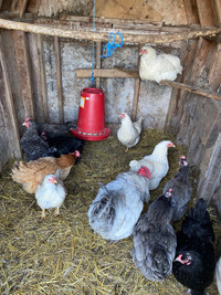  chickens for sale 