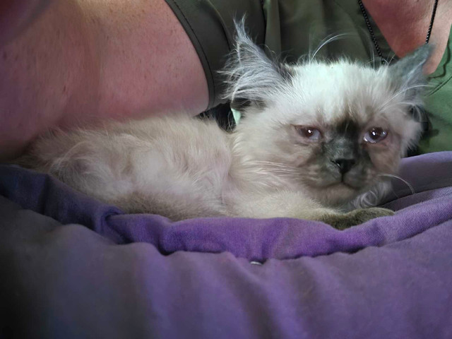 Male ragdoll kitten  in Cats & Kittens for Rehoming in London